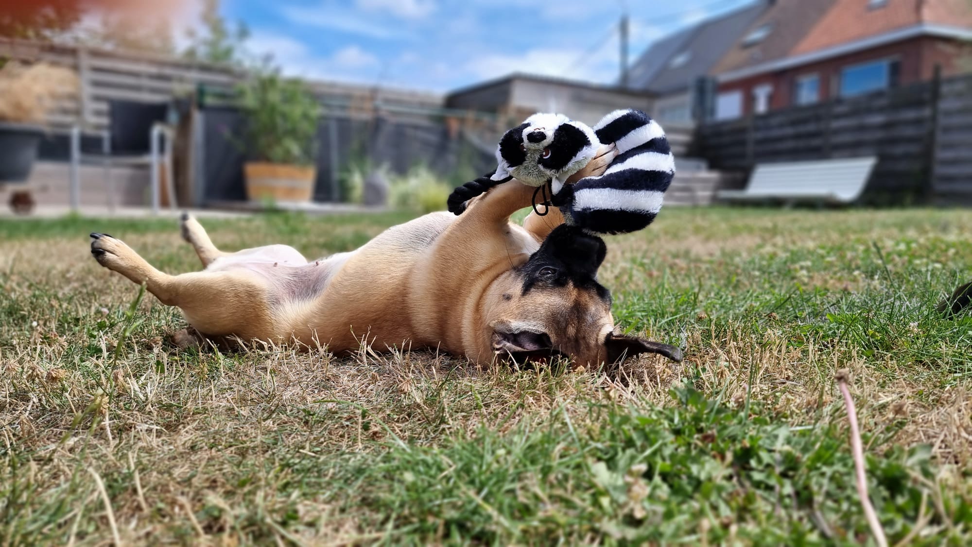 Decoratief: Dory de hond die al spelend in het gras ligt